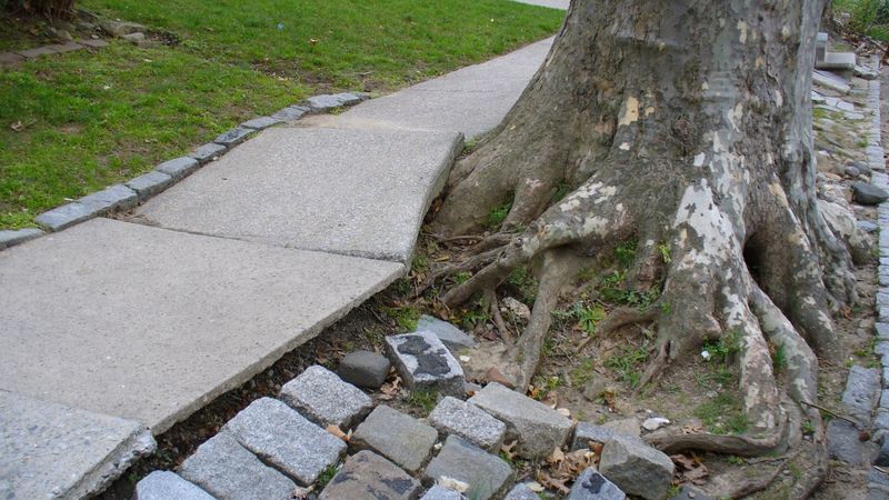 Trees With Roots Damaging Sidewalks Or Public Infrastructure