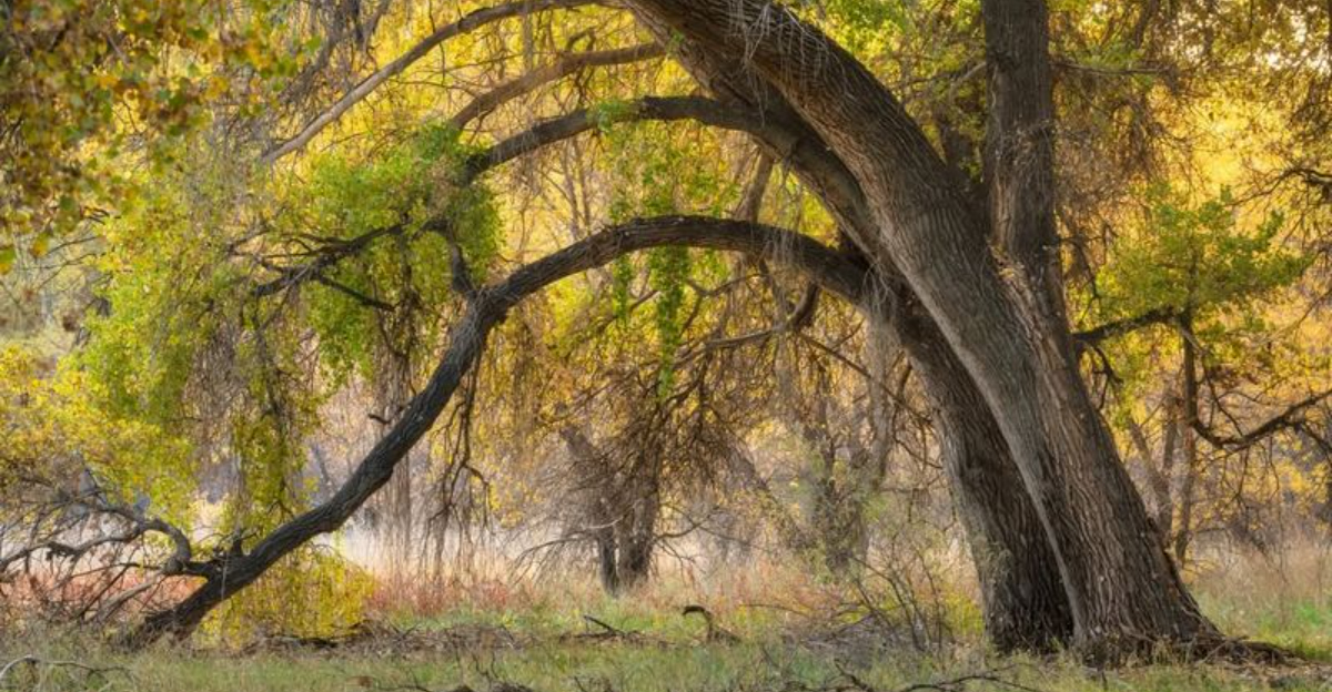 Trees Washington Homeowners Should Remove To Avoid Fines