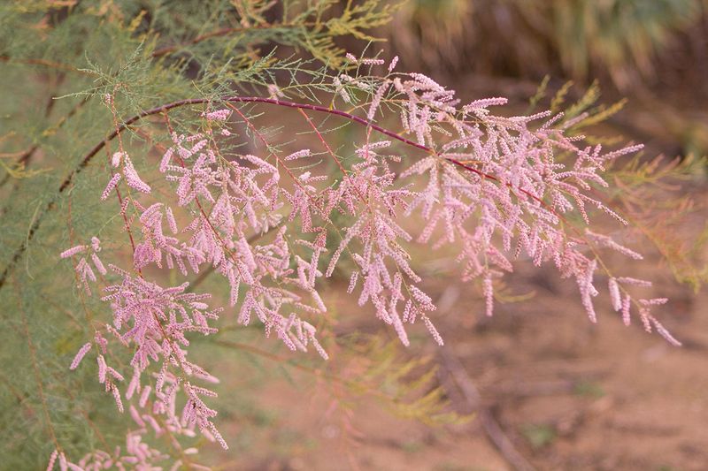 Salt Cedar (Tamarisk) Trees