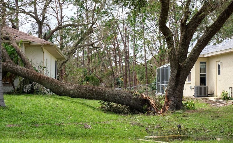 Damaged Trees Posing Safety Hazards