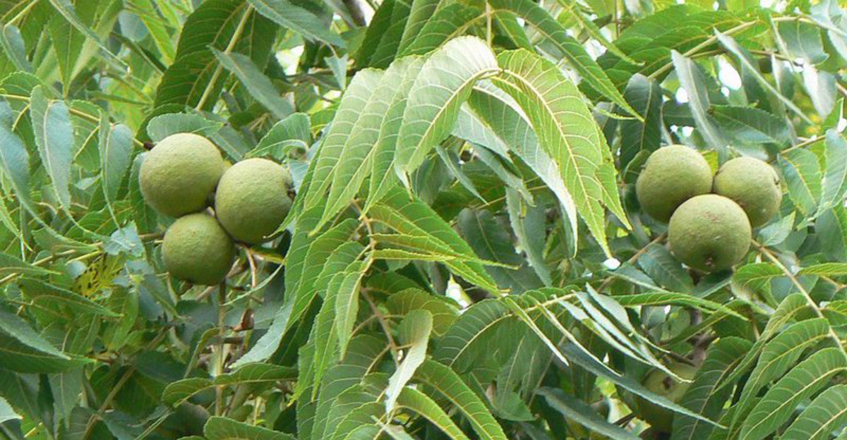 Trees With Toxic Risks Iowa Homeowners Should Avoid