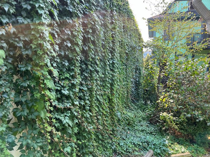 Local Ordinances May Impose Additional Rules on Vegetation