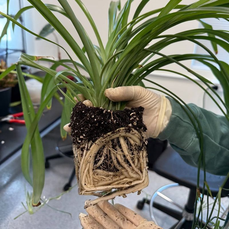 Let The Roots Dry Out Before Repotting