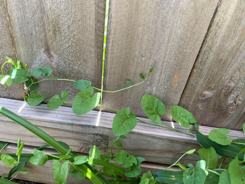 Timing Your Trimming Matters For Legal Protection