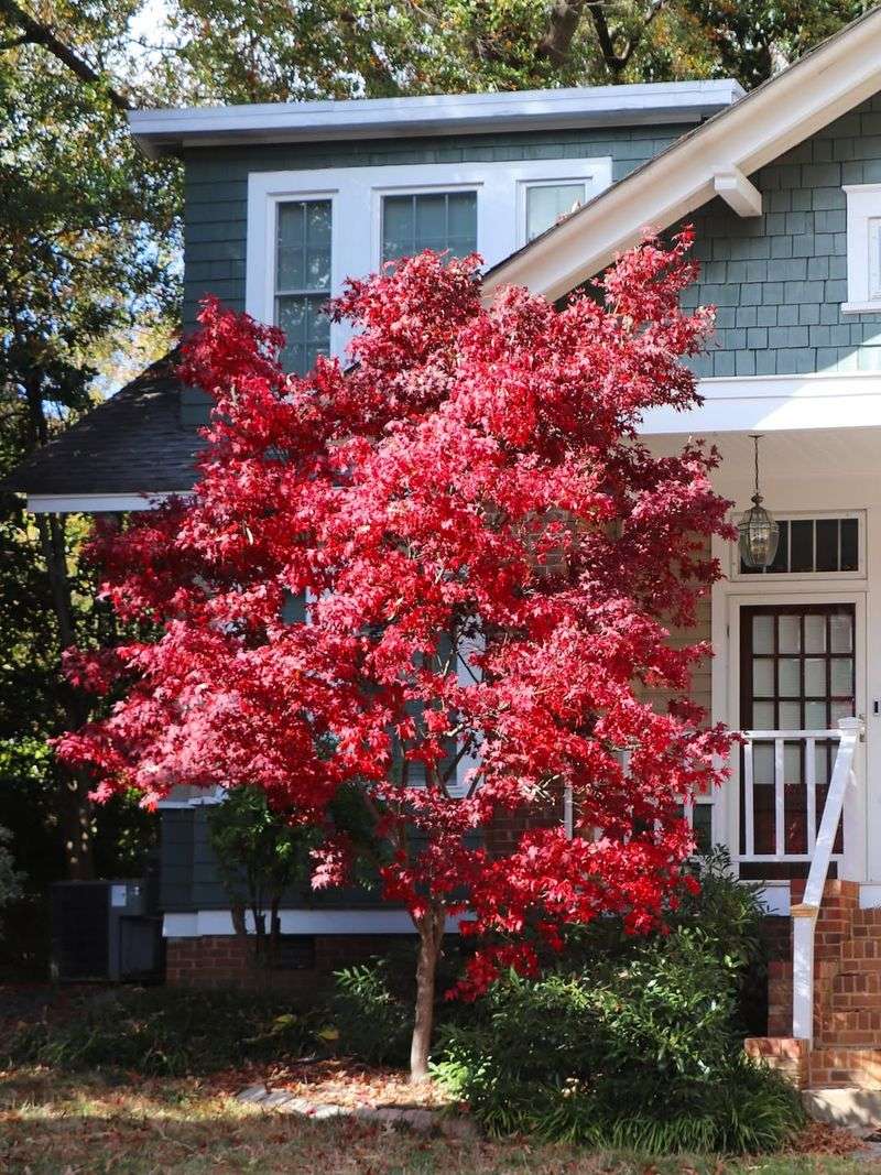 Local Ordinances And Tree Regulations