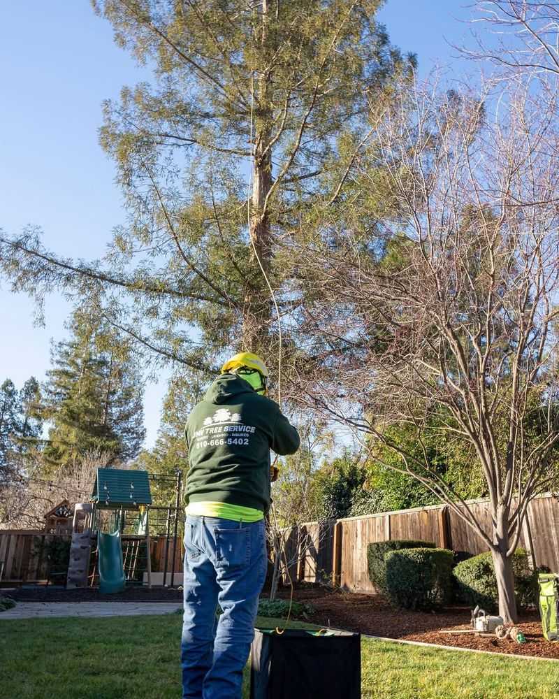 Local Ordinances And HOA Restrictions On Tree Trimming