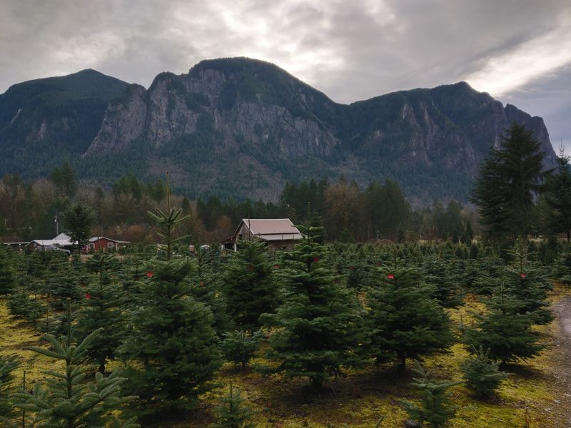Mountain Creek Christmas Tree Farm