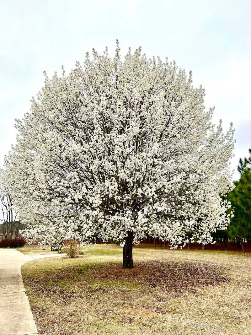 Callery Pear