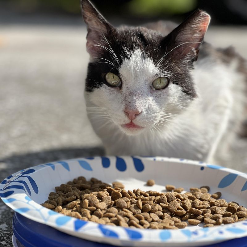 Leaving Pet Food Or Trash Accessible Outdoors