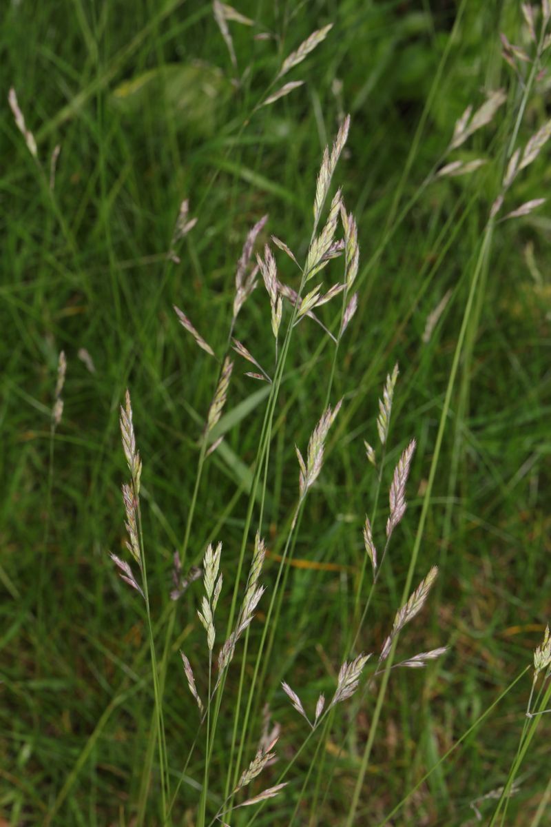 Red Fescue