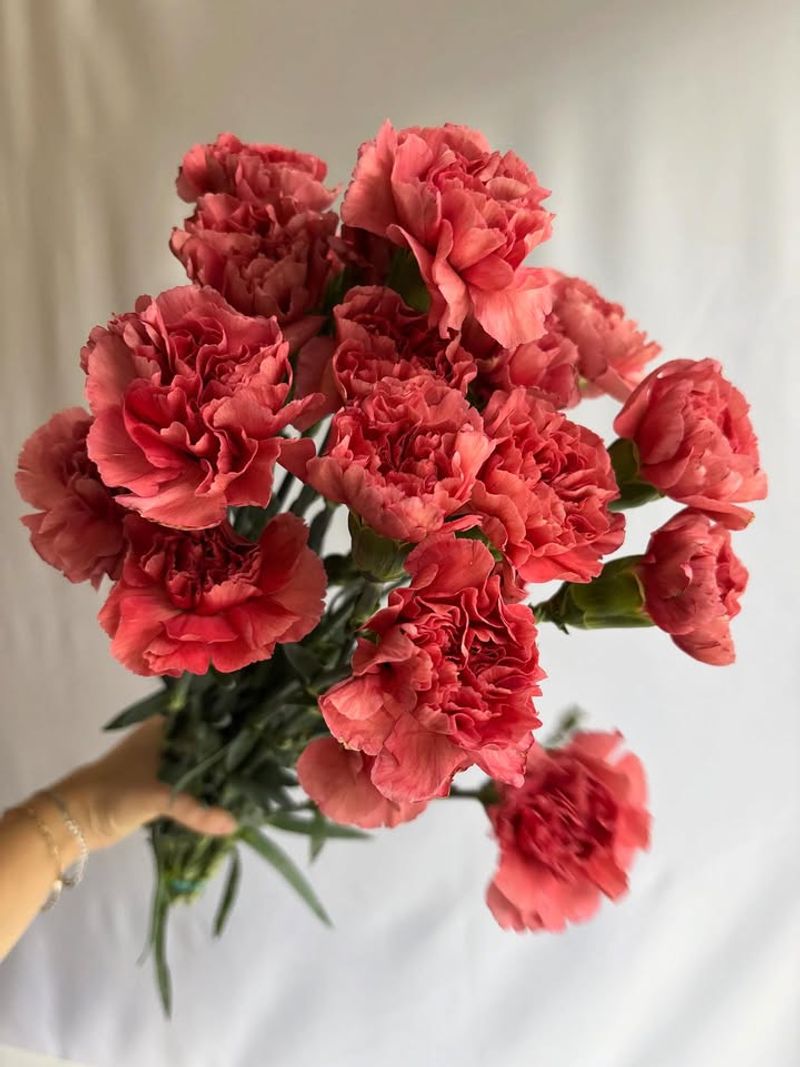 Carnations