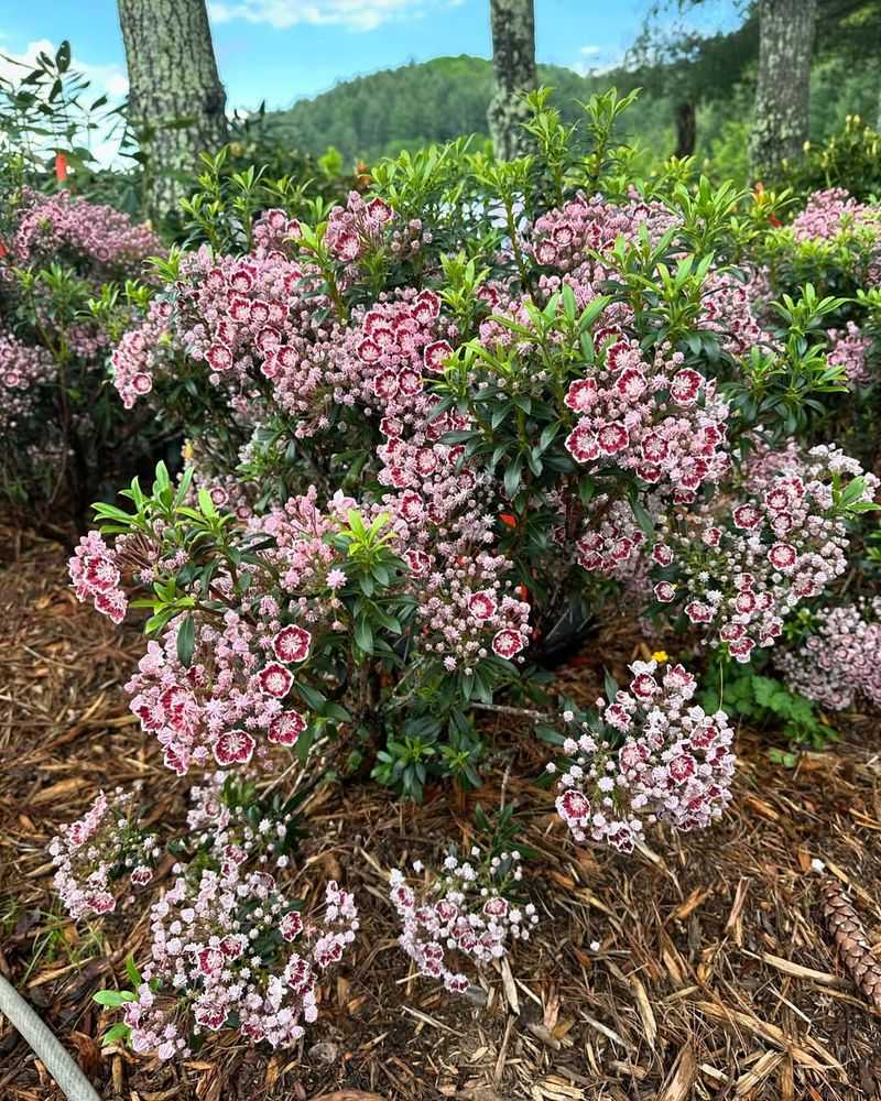 Mountain Laurel (Kalmia Latifolia, Tree-Form Shrubs)