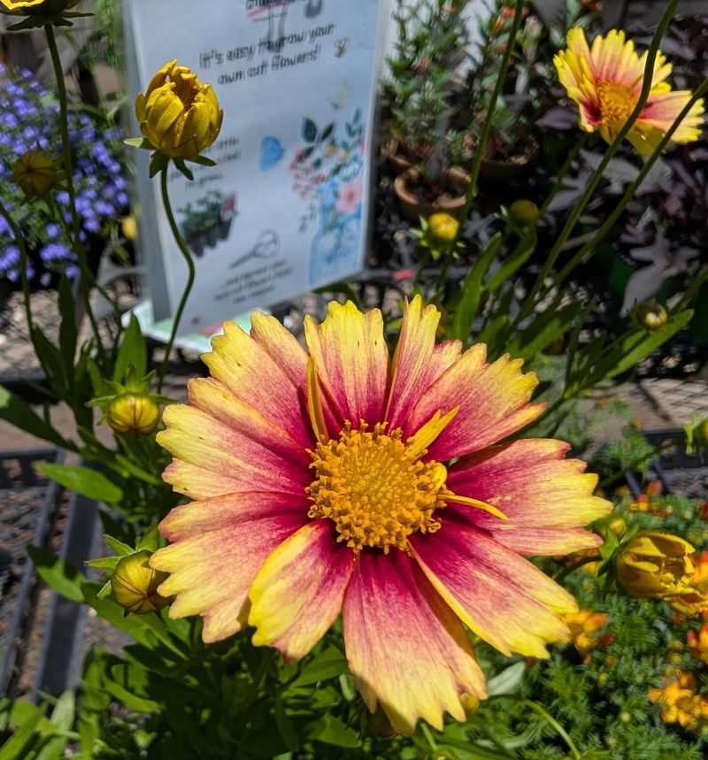 Lemon Burst Coreopsis