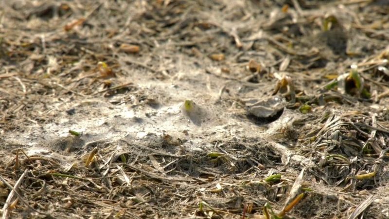 Matted Grass Is The First Clue