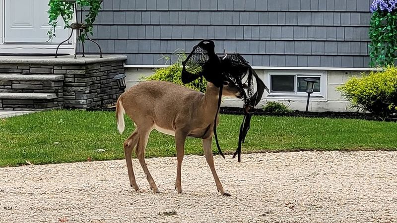 Netting And Garden Mesh Left Unsecured