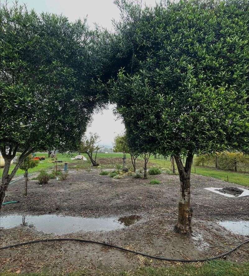 In Poorly Drained Or Flood-Prone Areas