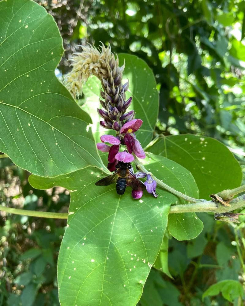 Hairy Stems And Leaf Stalks With Fuzzy Texture