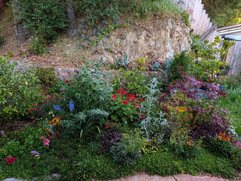 Crowded Spots Between Aggressive Perennials