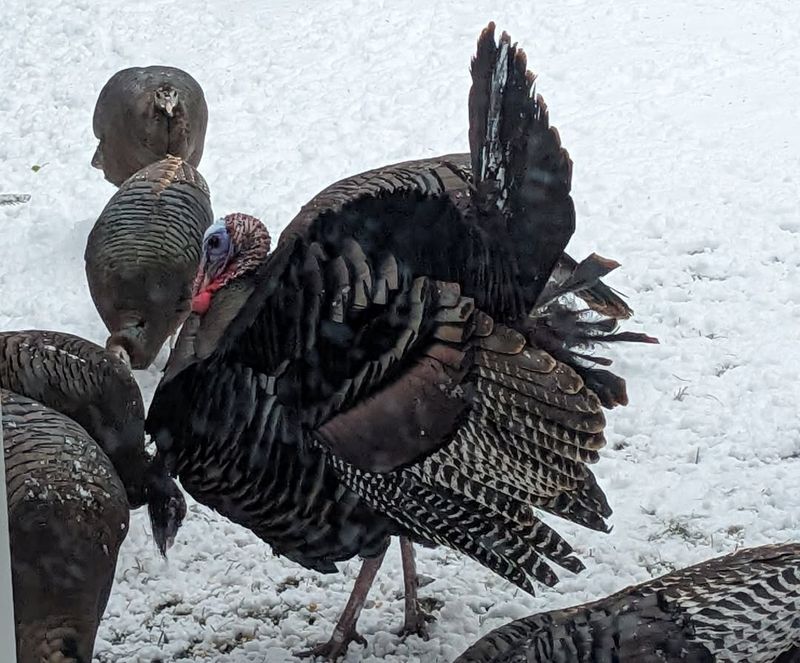 Do Not Feed Wild Turkeys