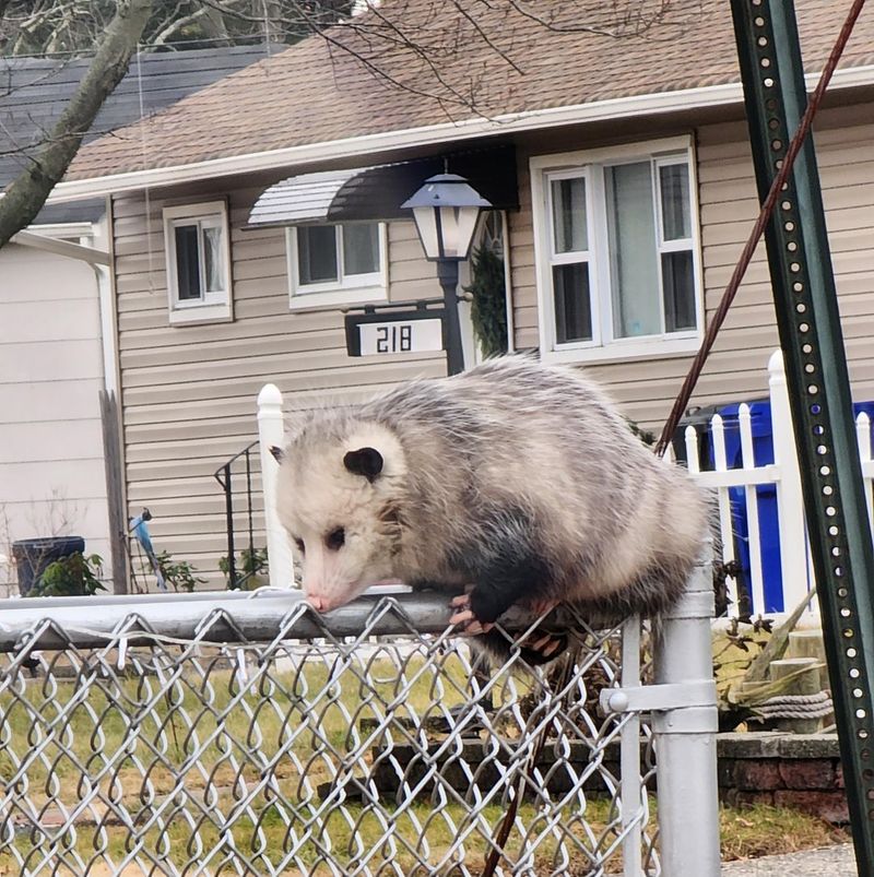 Know When To Call Wildlife Professionals