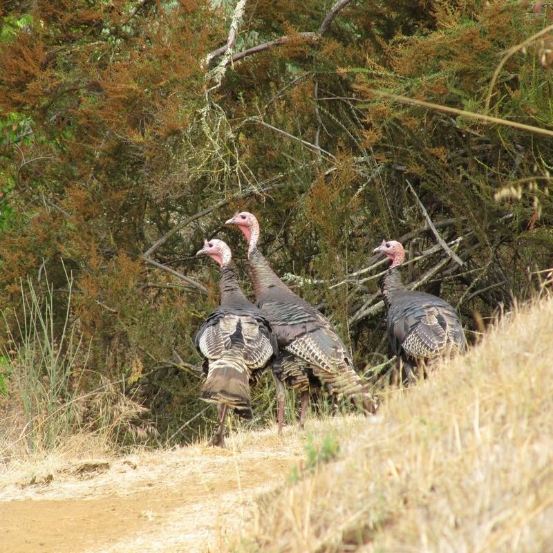 Use Deterrents to Discourage Visits