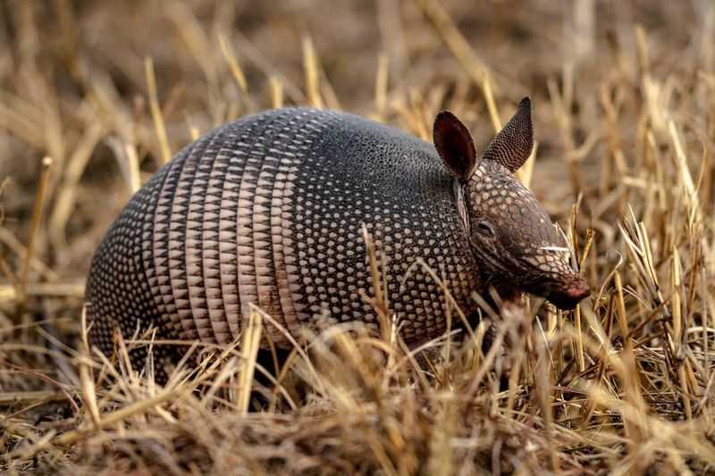 Remove Their Food Source Effectively