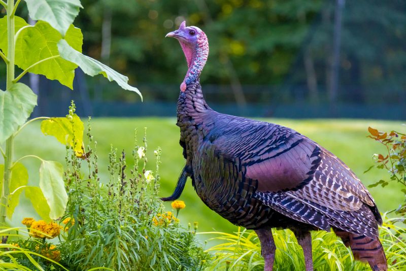 Never Feed Wild Turkeys In Your Yard