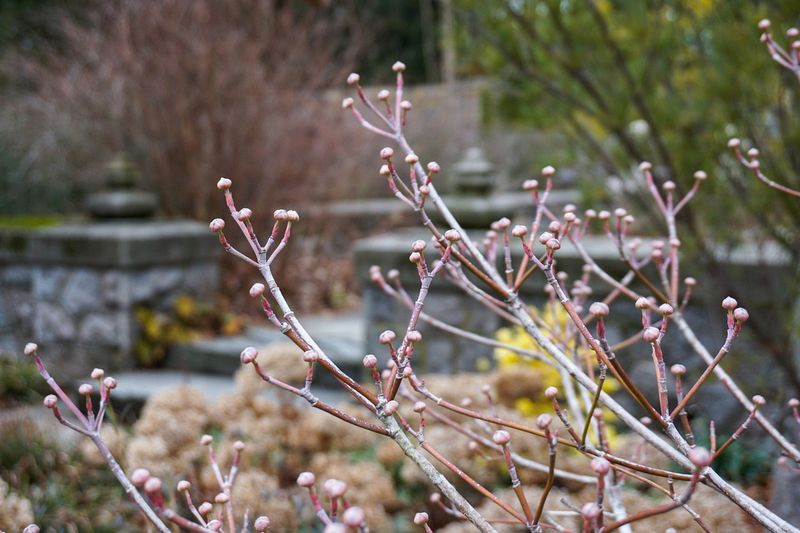 Flower Buds Form the Previous Summer