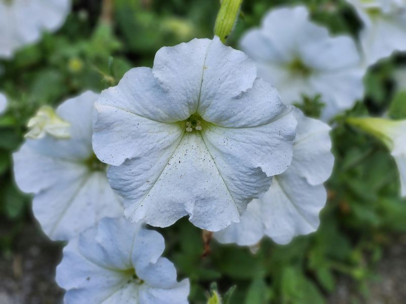 Firefly Petunia Vs. Traditional Garden Lighting Options