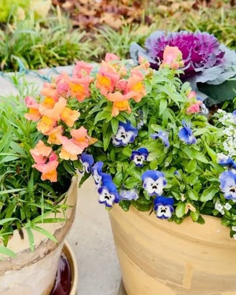 Adding Seasonal Color with Annuals