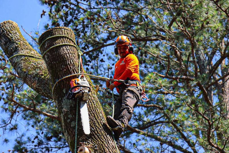 When To Involve A Professional Arborist