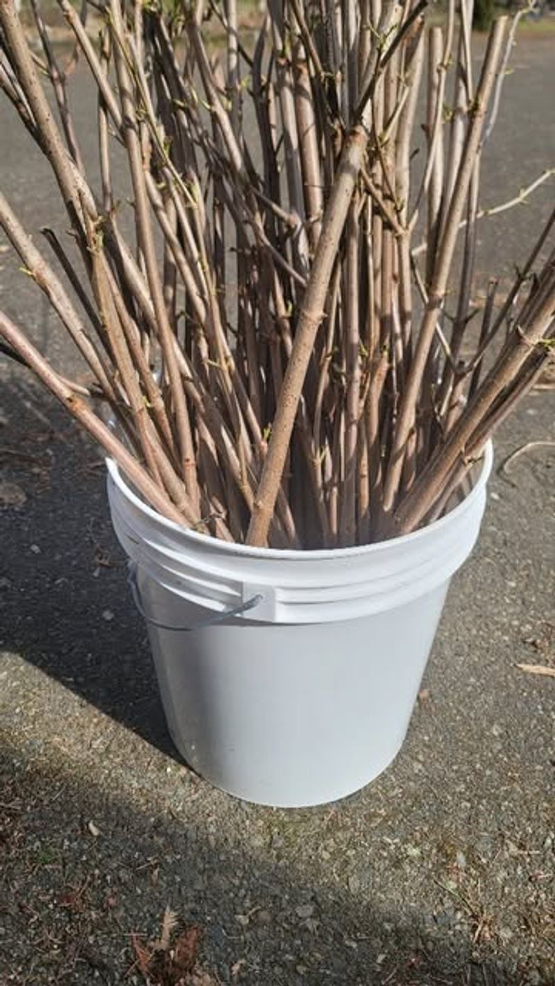 Recognizing The Perfect Time For Taking Winter Cuttings