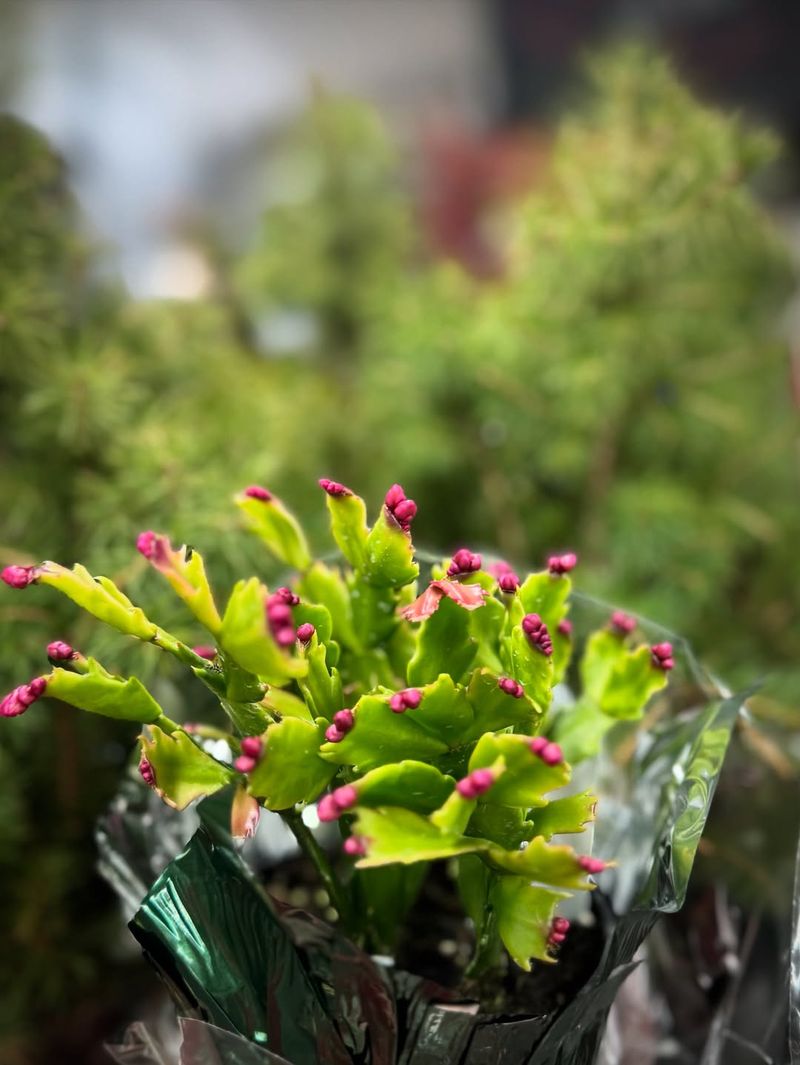 Crafting The Perfect Watering Schedule