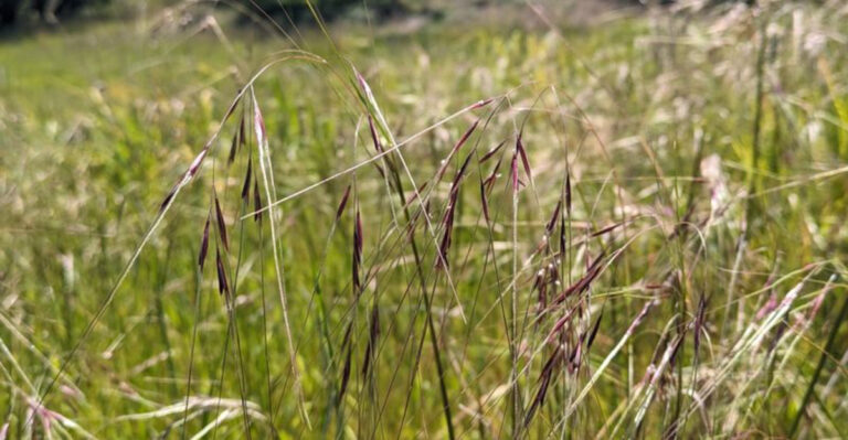 bird attracting grass