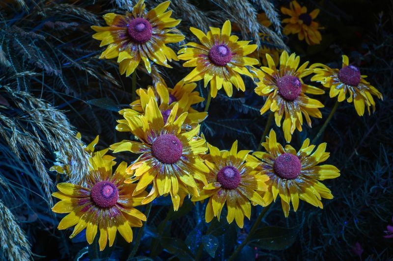 Year-Round Interest Through Strategic Planting