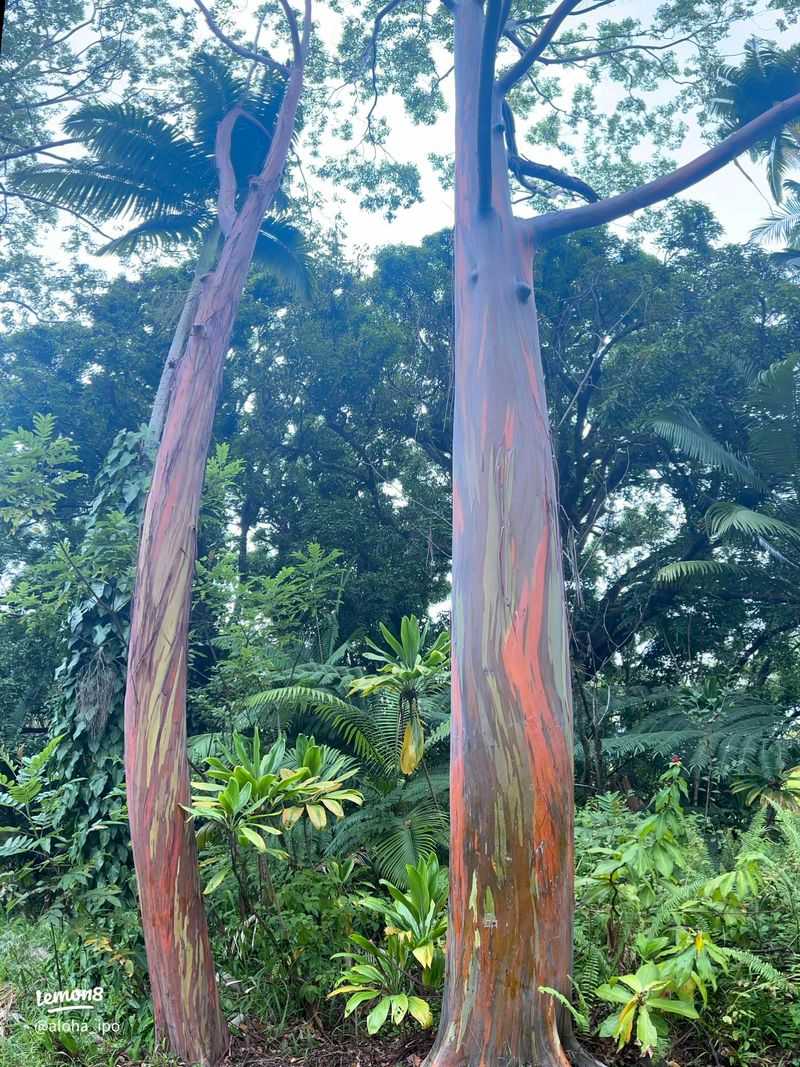 Theme Or Tropical-Style Public Gardens In Metro Areas