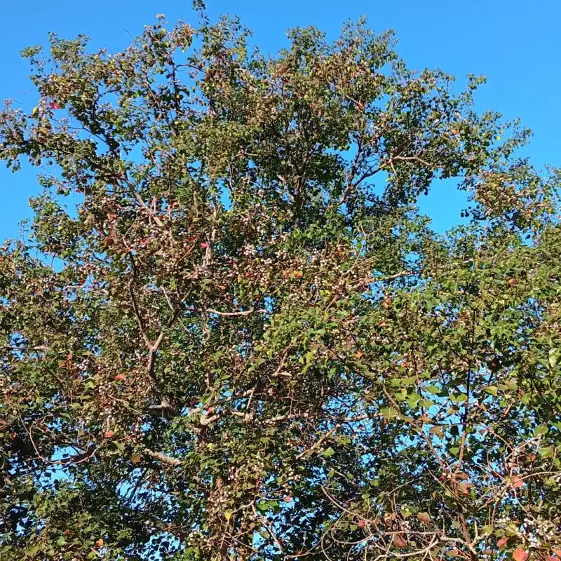 Invasive Landscaping Plants In Public Or HOA-Regulated Spaces