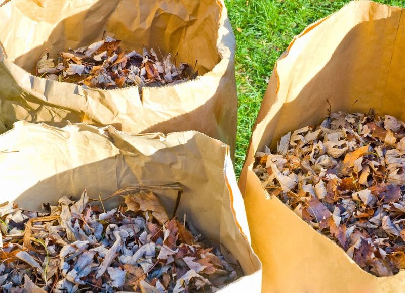 Excessive Leaf Or Yard Waste Piles