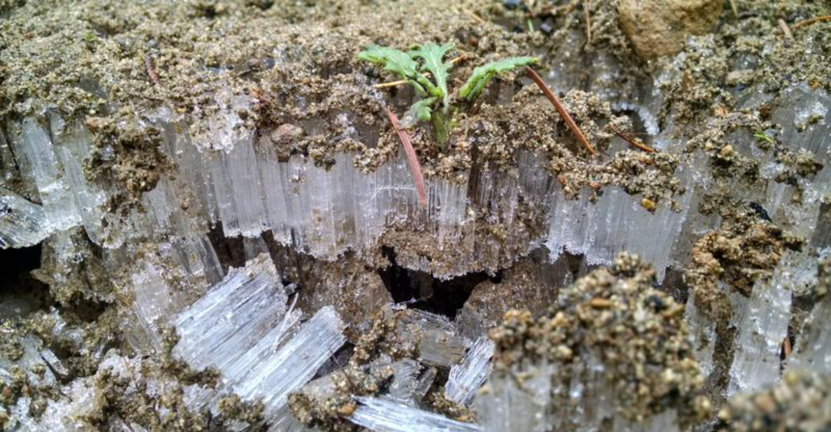 Unusual Blue Ice Crystals Are Sparking Curiosity In Maine Gardens