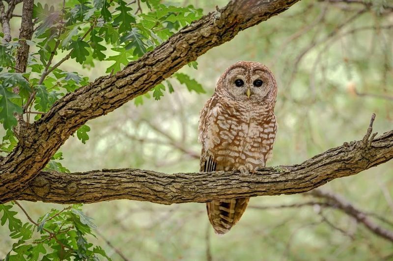 Damaged Or Missing Small Pets And Outdoor Animals