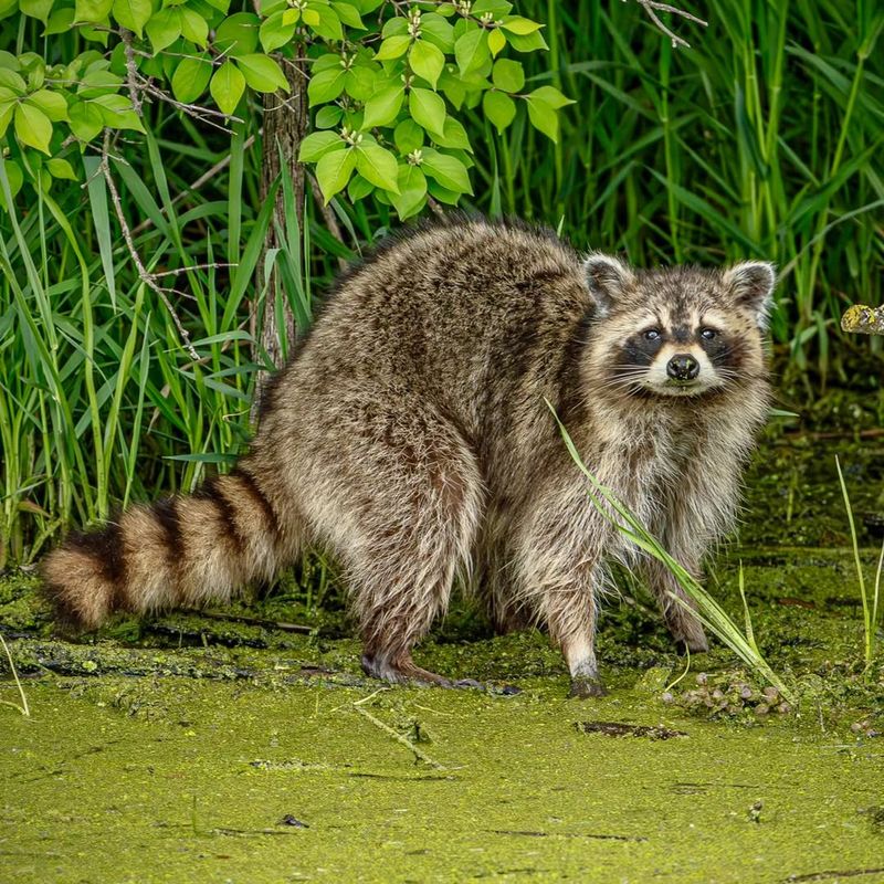 Droppings In Common Areas