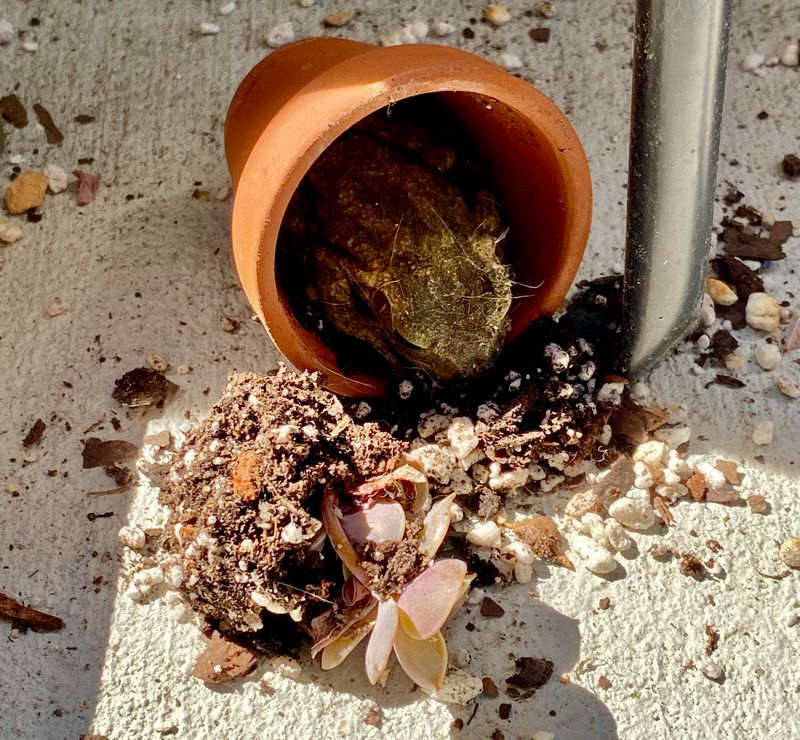 Plants Or Objects Knocked Over Without Wind