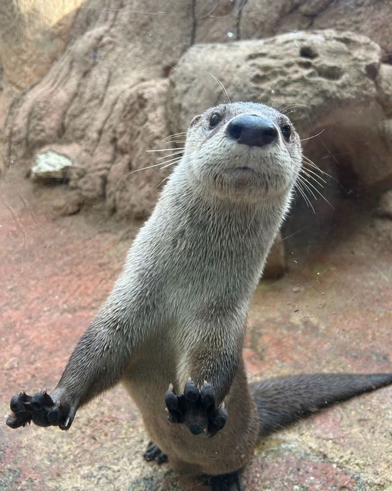 Disturbed Or Overturned Rocks In Shallow Water