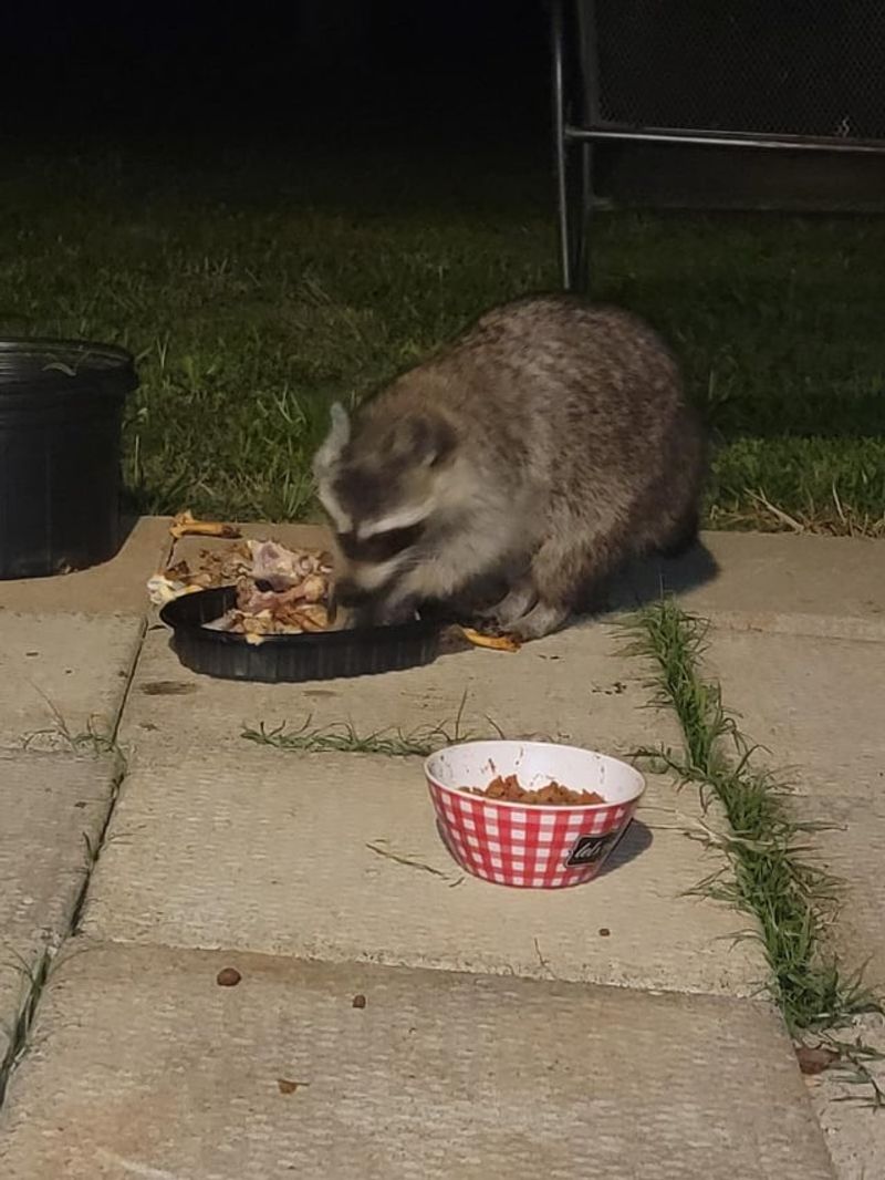 Missing Fruits or Vegetables from Gardens