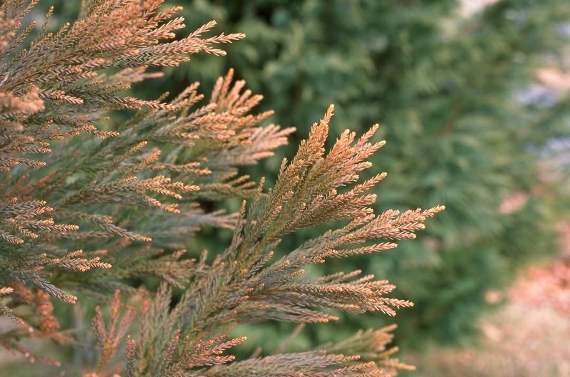 Nutrient Deficiencies In New York Soils