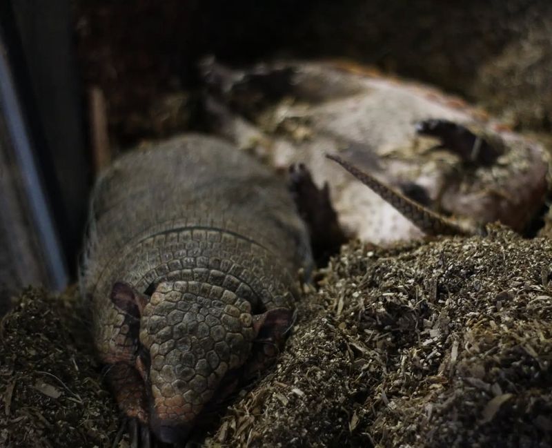 Burrow Entrances Near Bushes Or Under Structures