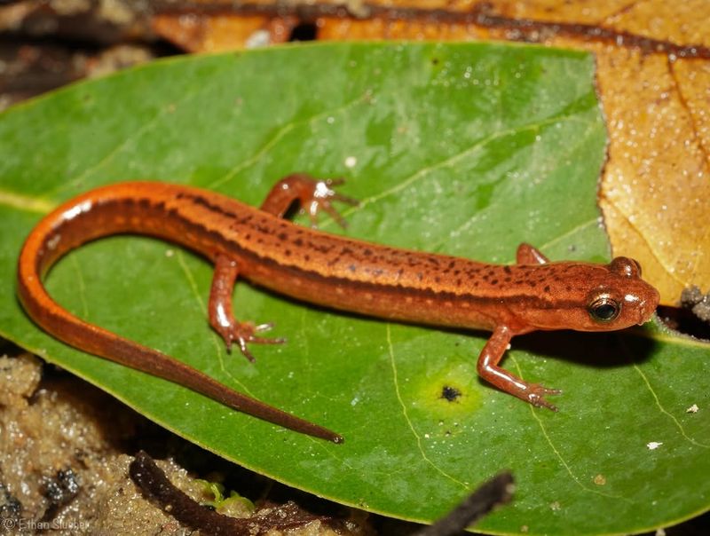 Native Species Naturally Inhabit The Region