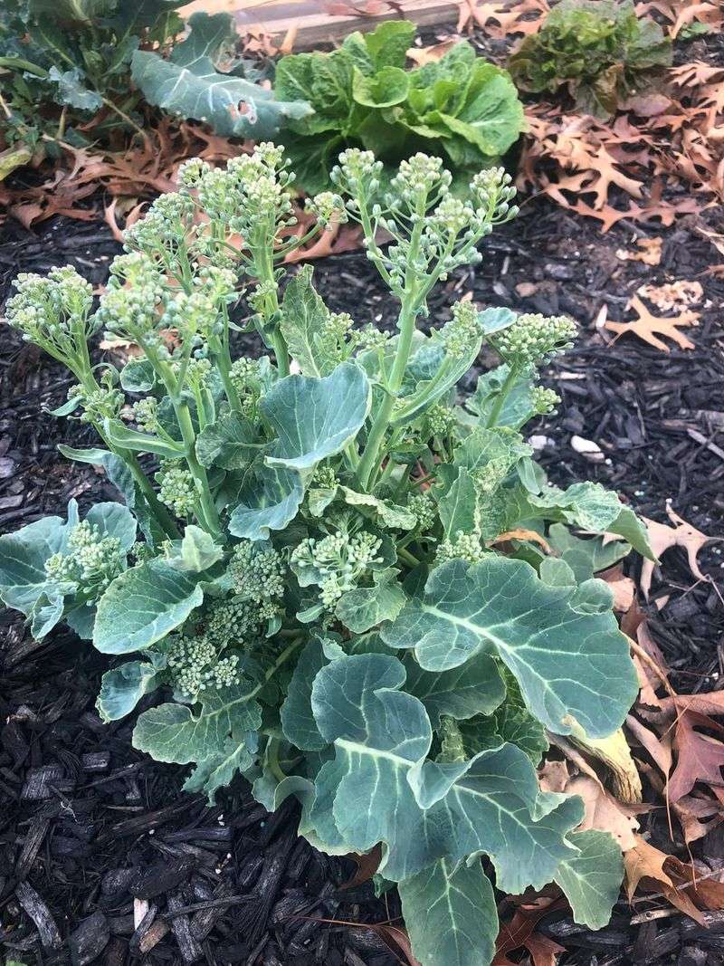 Reduced Frost Events Allow Greater Overwintering Survival