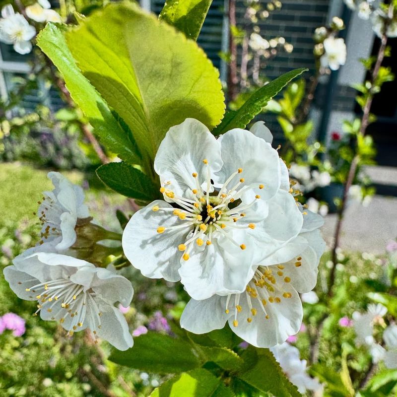 Stressed Plants Attempt Emergency Flowering Cycles