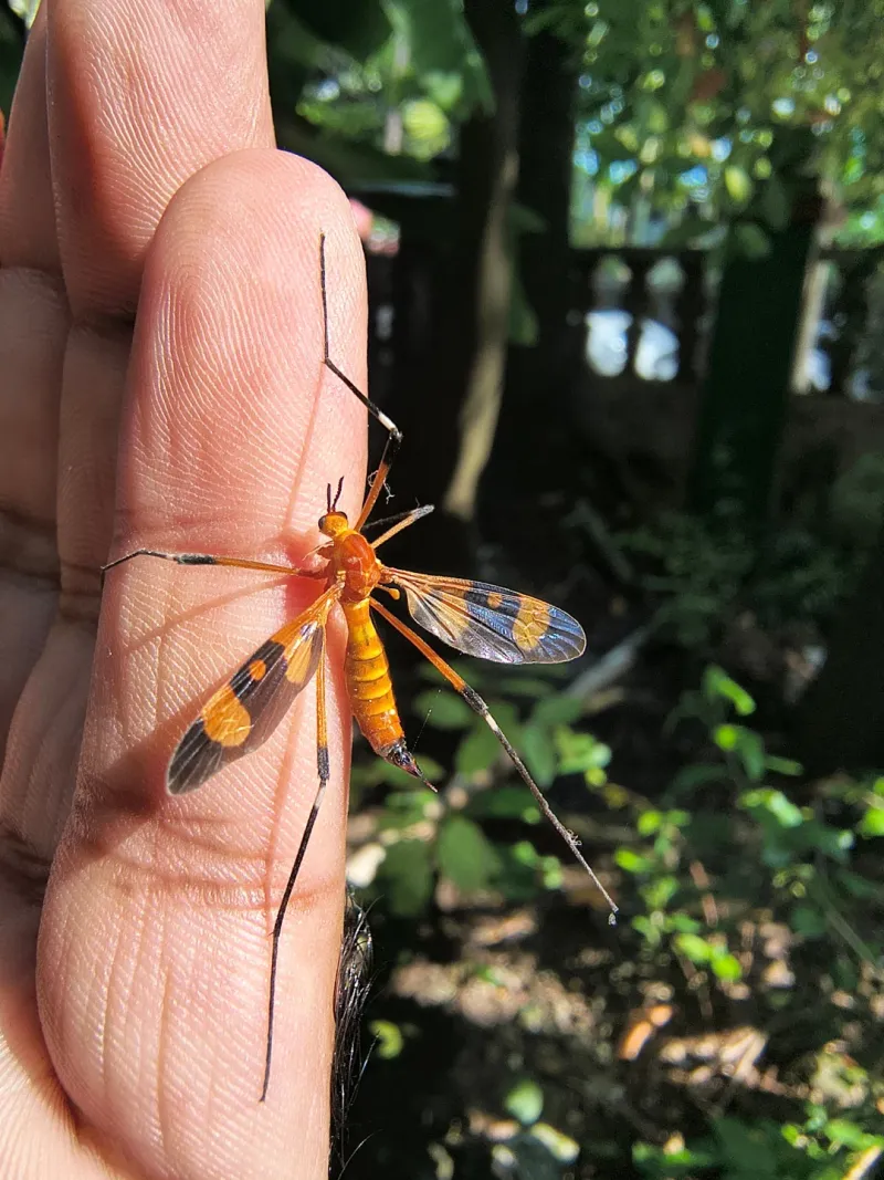 Natural Predators Are Declining